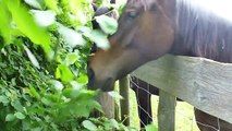 Pferde fressen frische Blätter vom Baum  Horses eat tree leaves in Bad Soden Salmünster