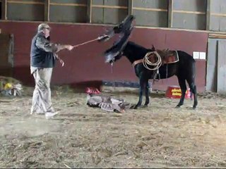 2 year old quarter horse stallion being trianed at the mn horse training academy!