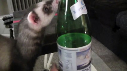 Ferrets just want to have fun! - www.Ferret-World.com