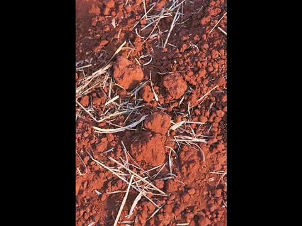 Sugarcane ethanol boosts Brazilian industries, exports grow