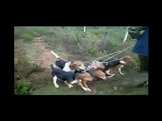 CACCIA AL CINGHIALE MIMINTIS