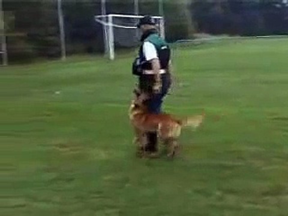 DOGTROPHY Training Aid