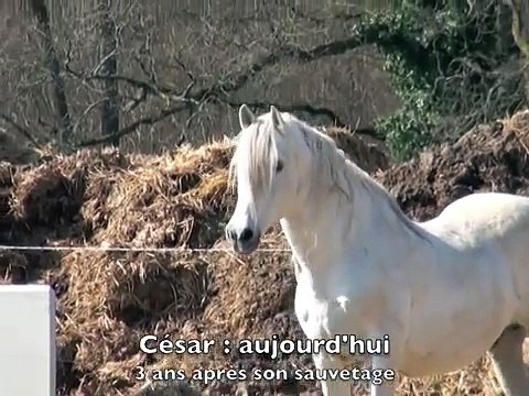 100 CHEVAUX SUR L HERBE CESAR