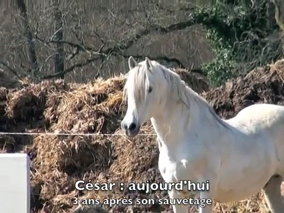 100 CHEVAUX SUR L HERBE  CESAR