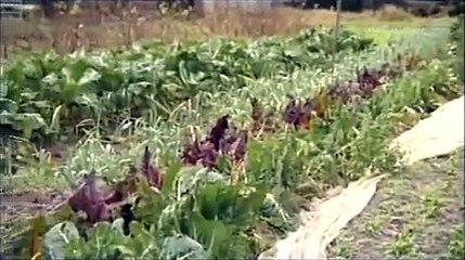 Camphill Ballytobin - Ear to the ground