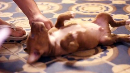 Funny & Cute Background Music for Videos - Funny Kids - Royalty Free