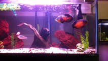 !!!!HD!!!!120G Silver Arowana & Oscar UPDATE... PLUS NEW TANK!!!