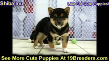 Shiba Inu, Puppies For Sale, In, Hampton, Virginia, West, VA, Norfolk, Chesapeake, 19Breeders