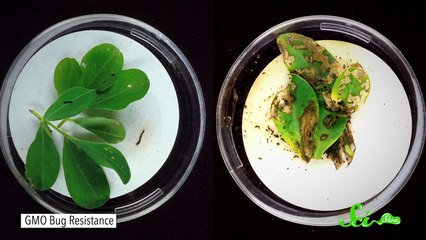 Why are GMOs bad? They aren’t