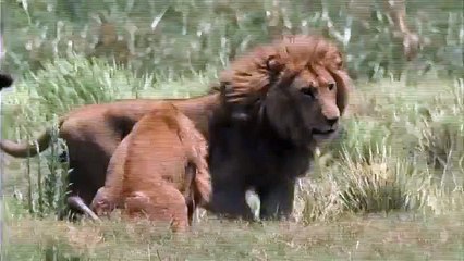 Nat Geo Wild - Big Cat Week (Lion)