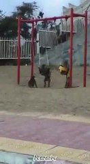 شاهد من يحتفل بالعيد