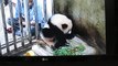 Giant Panda baby Lin Bing
