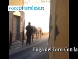 Toro scappa dal macello e si trova nelle strade del paese di Piscina (TO)