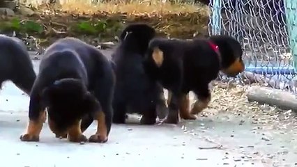 Rottweiler, Husky, German Shepherd and pit bull puppies playing