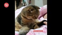 Tickle My Cat! [My Pet TV]