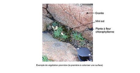 La matière et les êtres vivants en SVT au collège