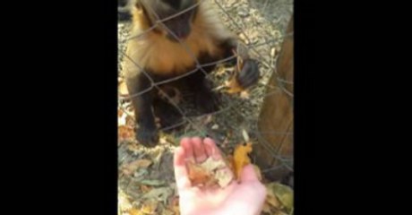 Monkey Teaches Human How To Crush Leaves