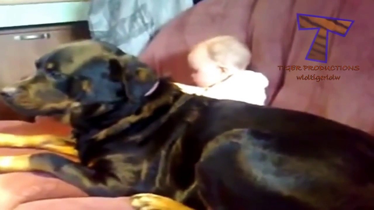 cani e gatti che proteggono i bambini  compilation animale carino