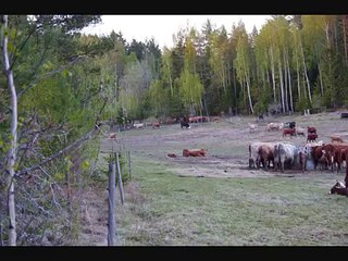 Sista bilderna på korna?