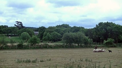 shebear berger de pyrenees travail troupeau mouton