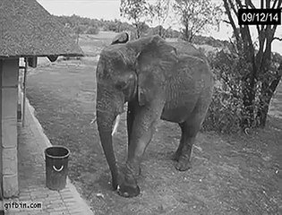 Elephant picking up trash Clip