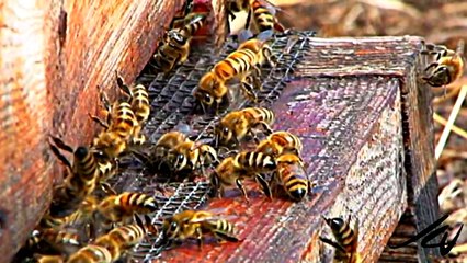 Bee's - European Honey Bee's (240 fps Sony HDR AX2000 1080i HD)