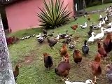 Porcos, leitões,galinhas , patos e gansos