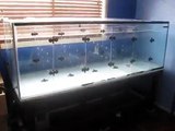 How To: Fish Tank Divider