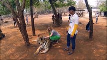tiger temple : Feeding babies tigers