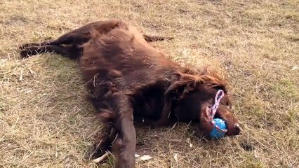 Flat Coated Retriver - Nutka