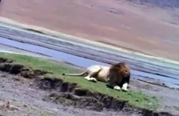 Documental de Leones El Cuerno del Búfalo Mata a la Leona. El Documental.
