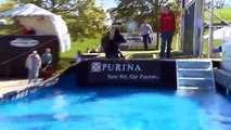 Diving Dog Contest (2011 Purina Incredible Dog Challenge) | Petcentric