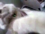 FUNNY VIDEOS Funny Cats Cute Cats Funny Animal Funny Cat Videos Cats Funny Videos 2014