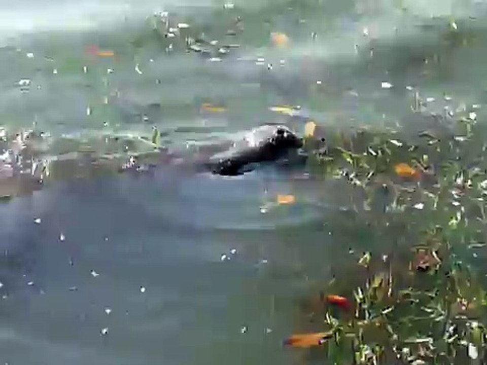 Cute Manatee Eating, Nom Nom Nom!