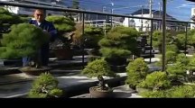 The Japanese art of bonsai 《Kagawa Japan》