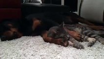 Rottweiler and cat spooning
