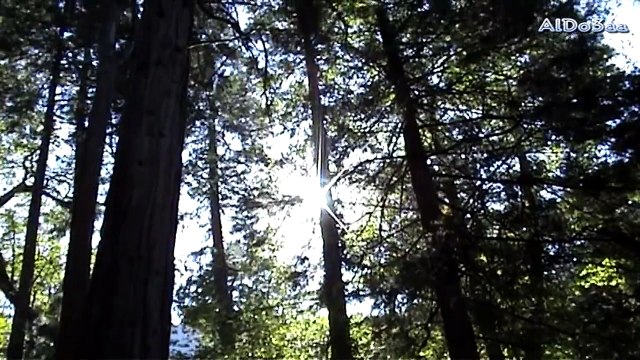 دعاء النور - أبا ذر الحلواجي Duaa Alnoor
