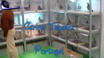 Carlos Teixeira a racing pigeon fancier in Portugal