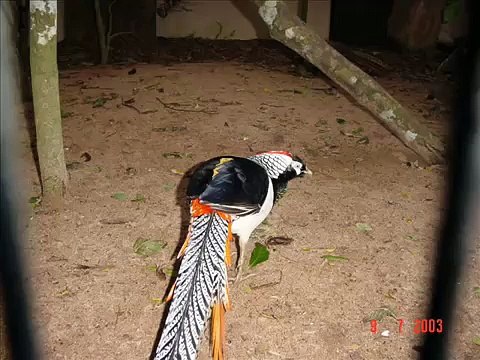 Foz do Iguaçu - Parque das Aves