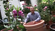 Rosier en pot : planter un rosier sur son balcon