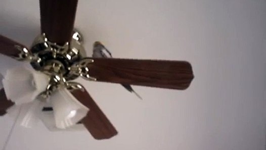 Apollo S Ceiling Fan Song Video Dailymotion