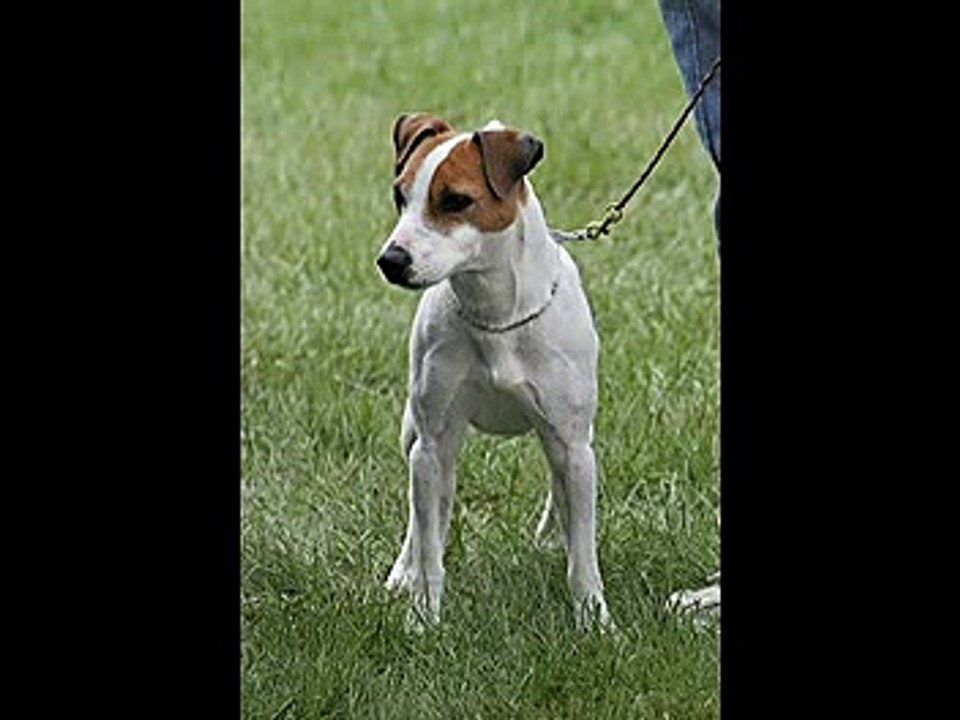 Jack Russell Terrier Information