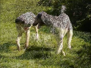 Irish Wolfhound Video