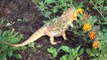 Bearded dragon eating greens in the garden