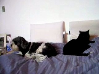 Mi Mascotes Bien Chido My Groovy Pets