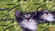 Что нравится кошке #Прикольное видео про кошек #Приколы с кошками #Funny cats compilation