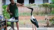 The jabiru who came for dinner.