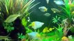 Kaushik's Rainbow Fish Tank