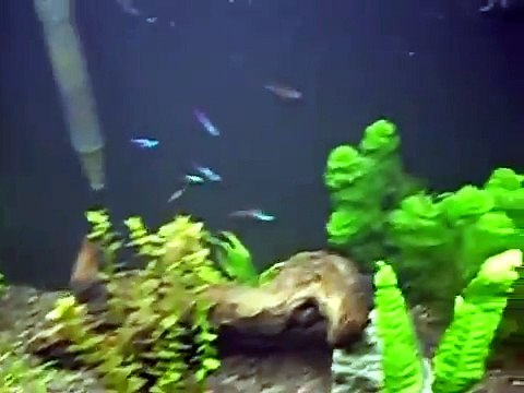 DIY Co2 Reactor Diffuser