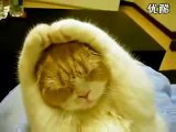 Cute Cat Covers His Ears